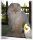 persian cat and cockatiel 
